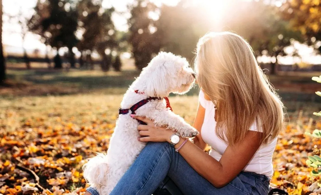 Maltese