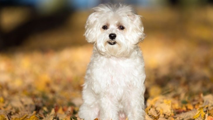 25 Maltese Mixes That Will Steal Your Heart (With Pictures)