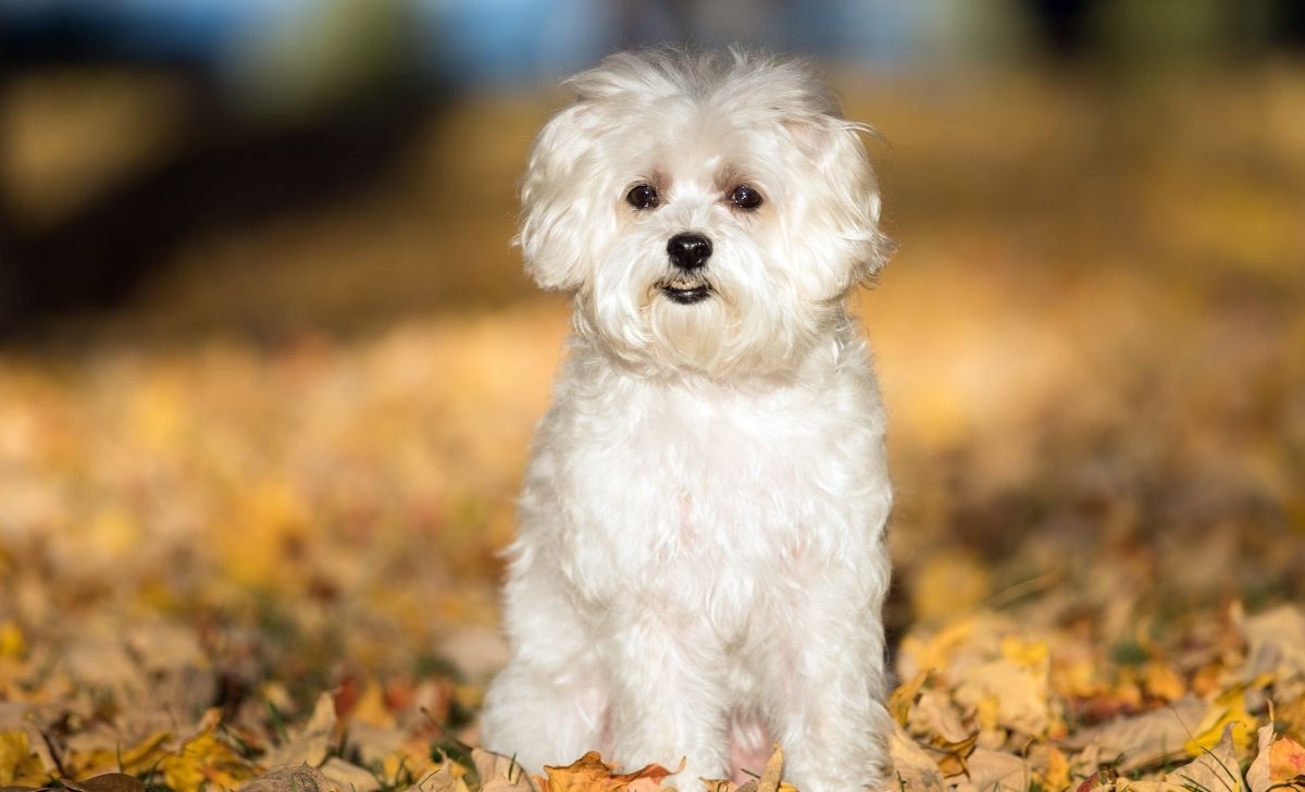 Maltese