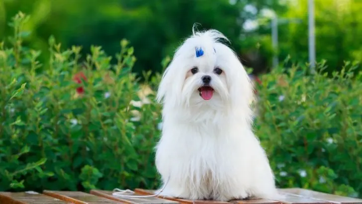 5+ Maltese Colors And Dealing With Discolorations