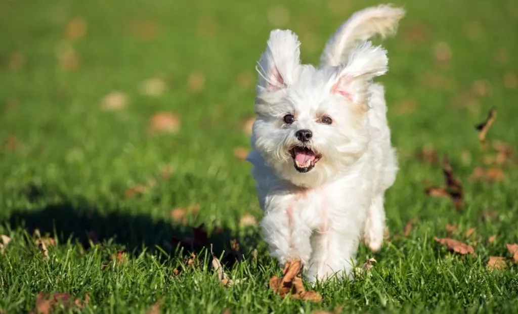 Maltese