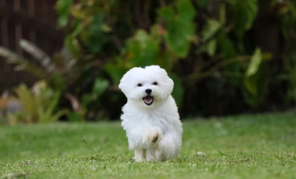 Maltese