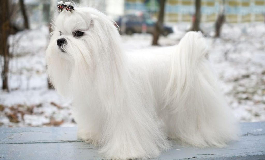 Maltese