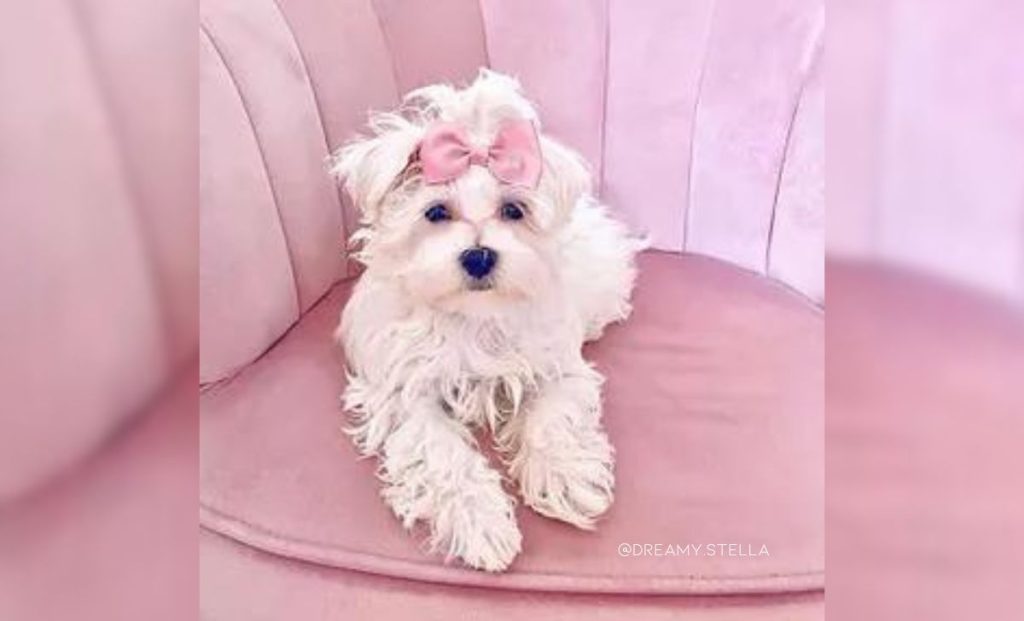 Maltese Bichon Frise Mix