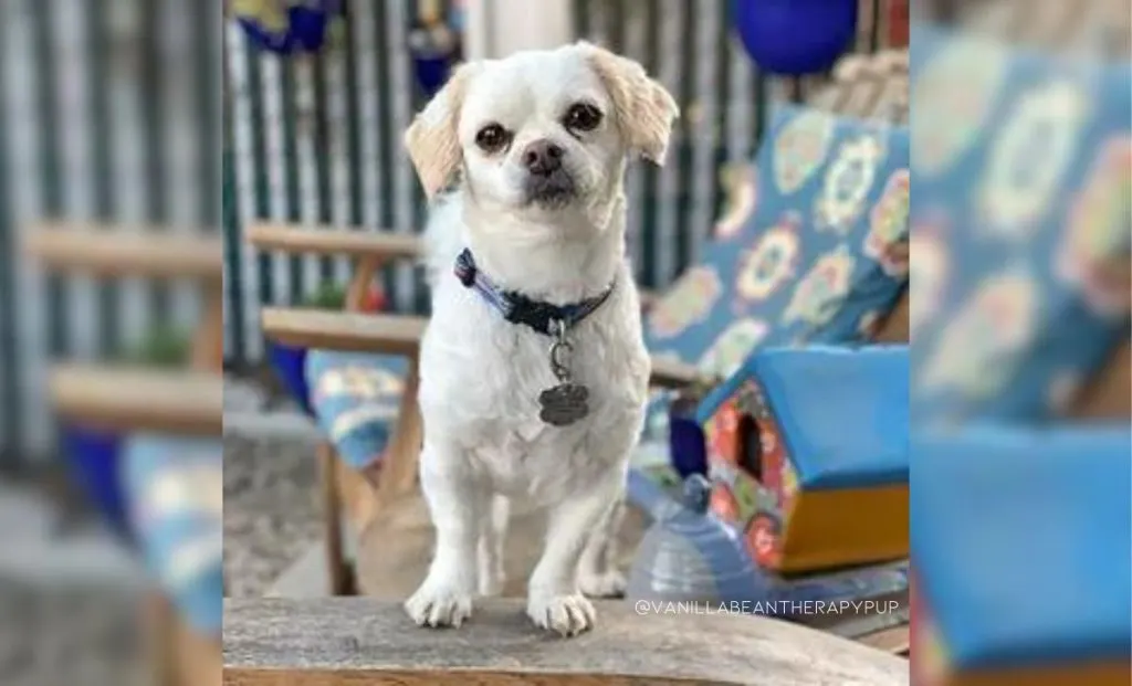 Maltese Chihuahua Mix