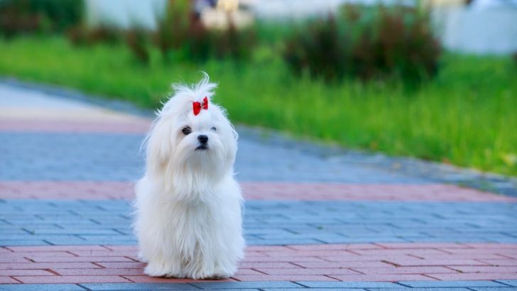 Maltese Growth Chart For Raising Little Beauties 