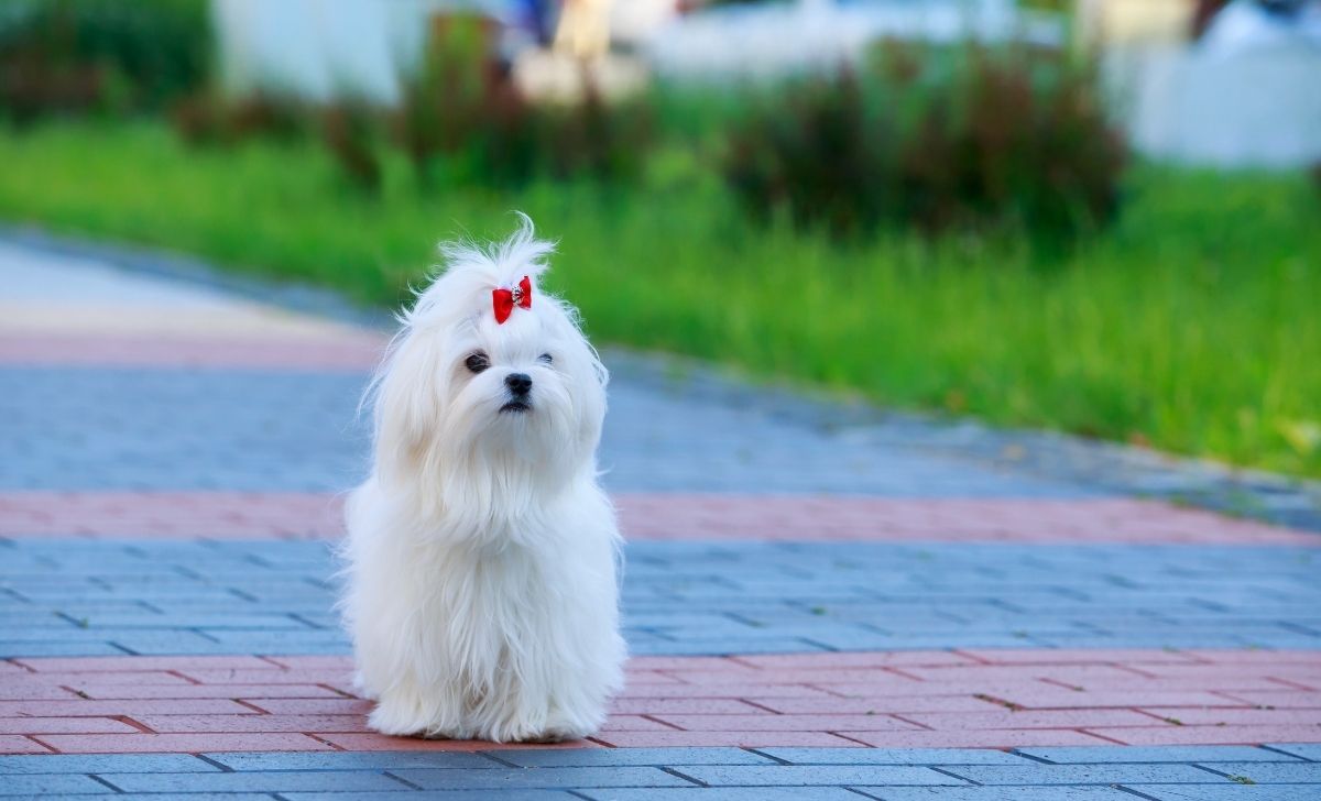 Maltese - Maltese Growth Chart For Raising Little Beauties