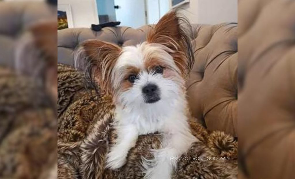 Maltese Papillon Mix