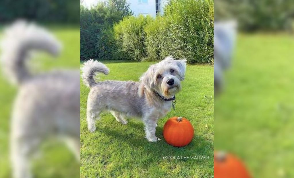 Maltese Schnauzer Mix