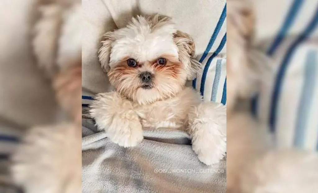 Maltese Shih Tzu Mix