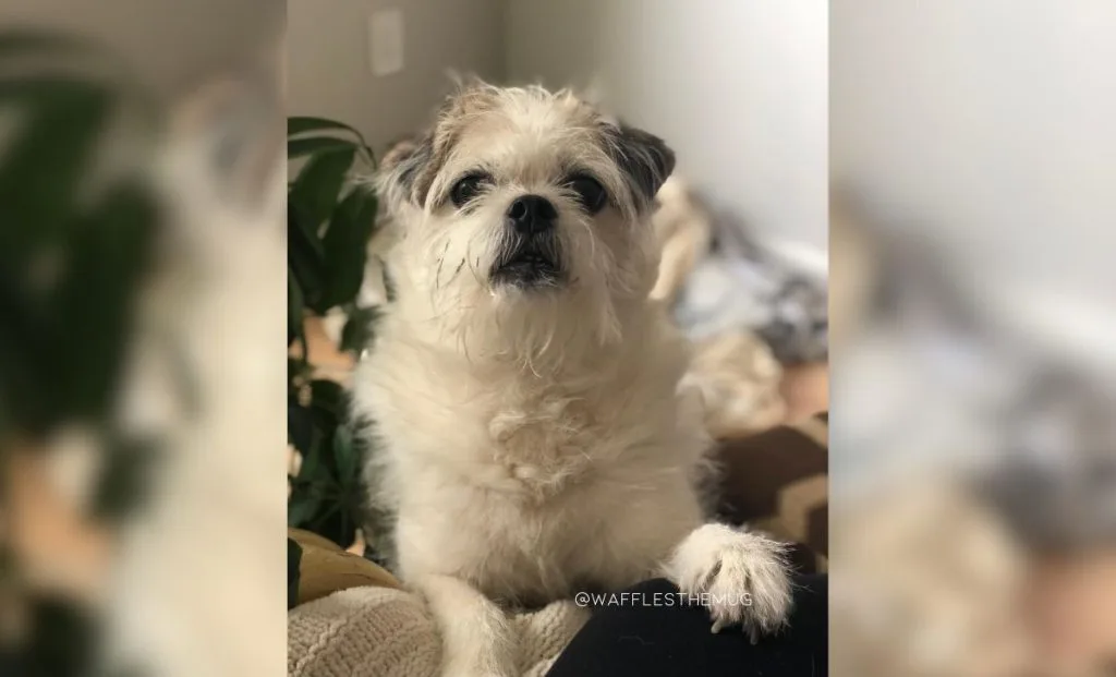 Maltese x Pug mix