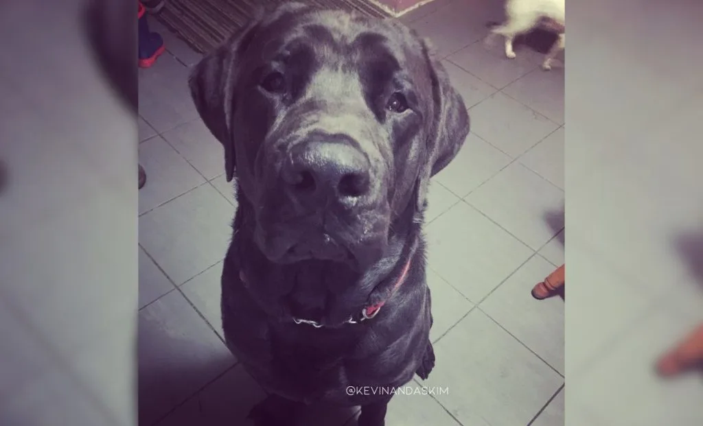 Mastiff x Chesapeake Bay Retriever