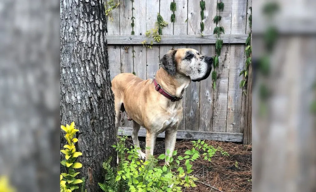 Mastiff x Great Dane