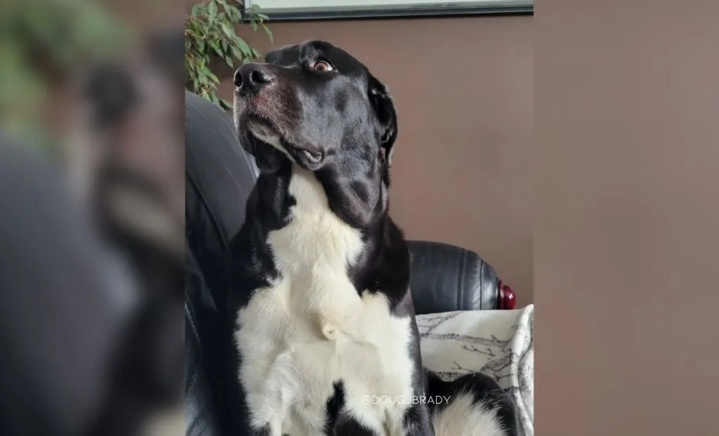 Mastiff x Great Pyrenees