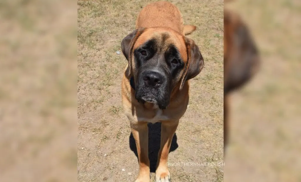 Mastiff x Saint Bernard mix