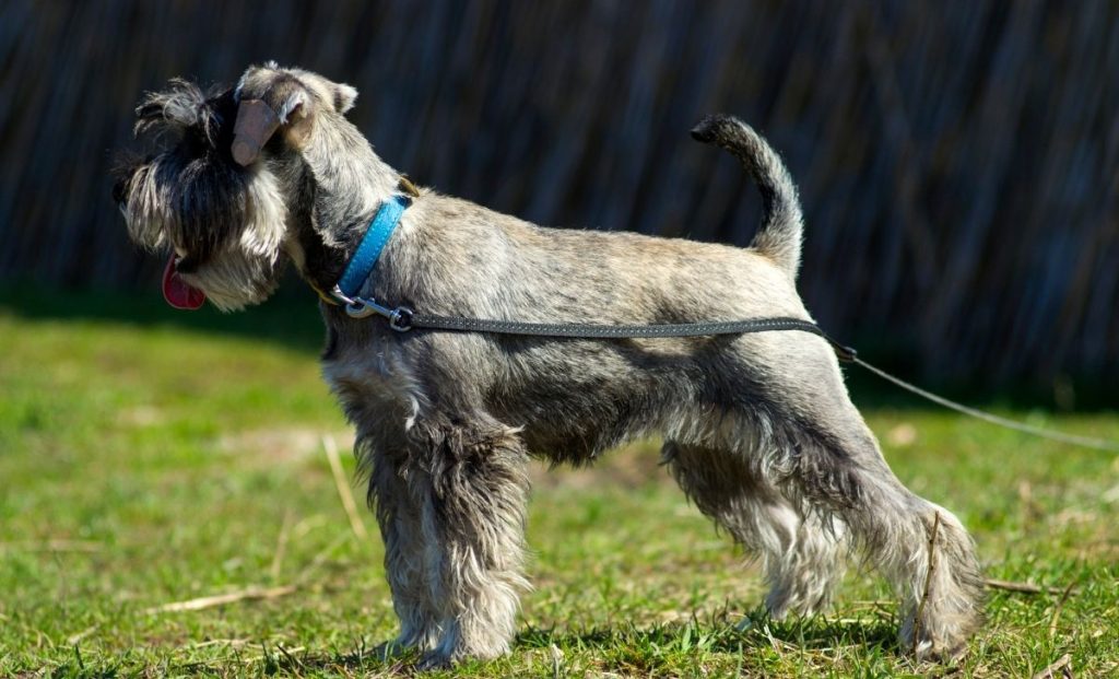 Miniature Schnauzer