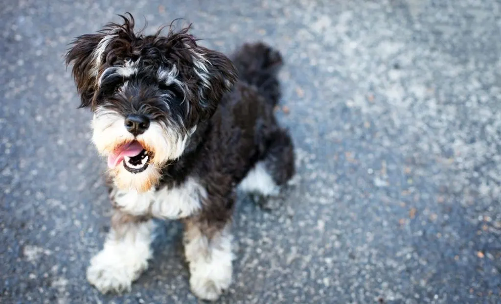 Miniature Schnauzer