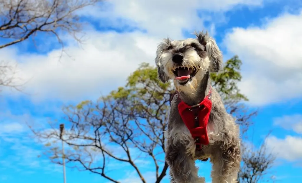 Miniature Schnauzer