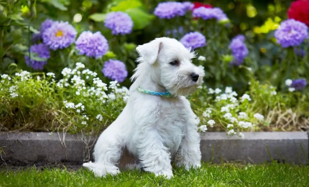 Miniature Schnauzer puppy