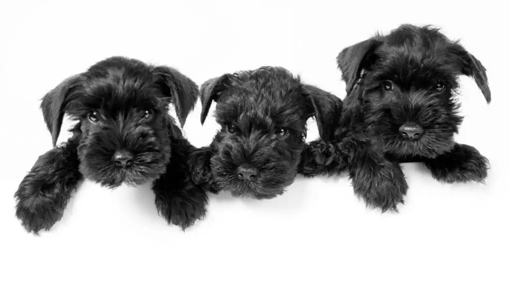 Miniature Schnauzer puppy