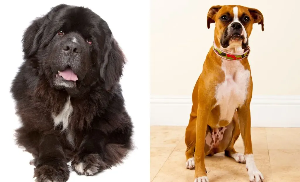 Newfoundland x boxer