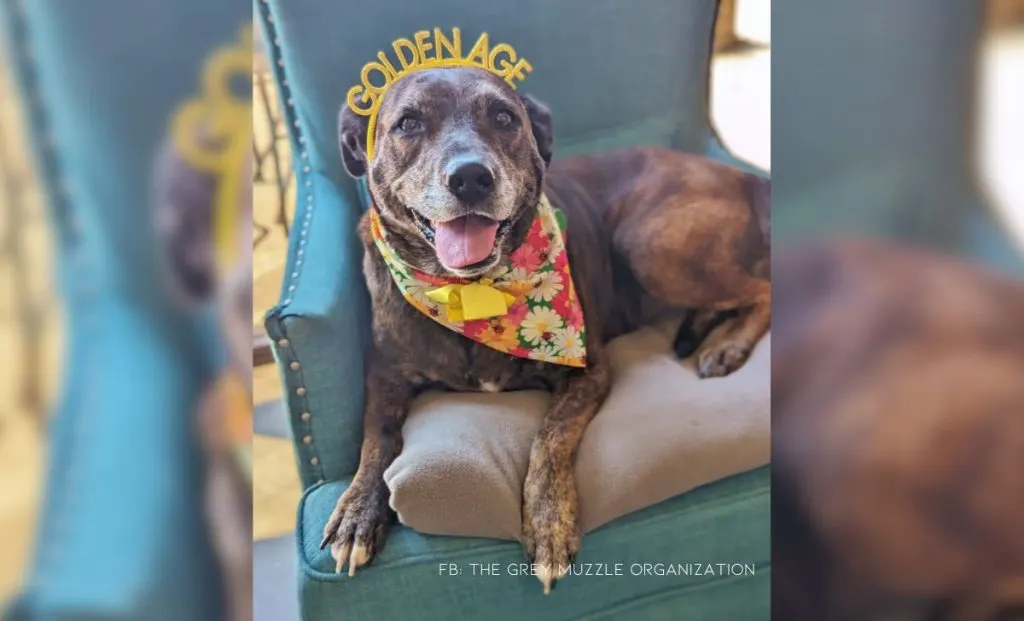 Organization Makes Sure Senior Doggies Have The Best Golden Years Possible