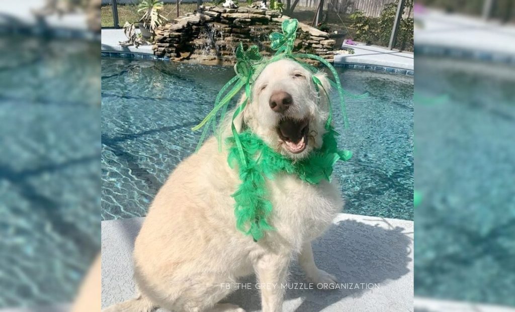 Organization Makes Sure Senior Doggies Have The Best Golden Years Possible