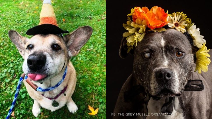 Organization Makes Sure Senior Doggies Have The Best Golden Years Possible