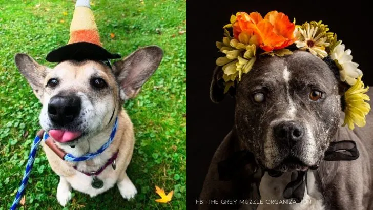 Organization Makes Sure Senior Doggies Have The Best Golden Years Possible