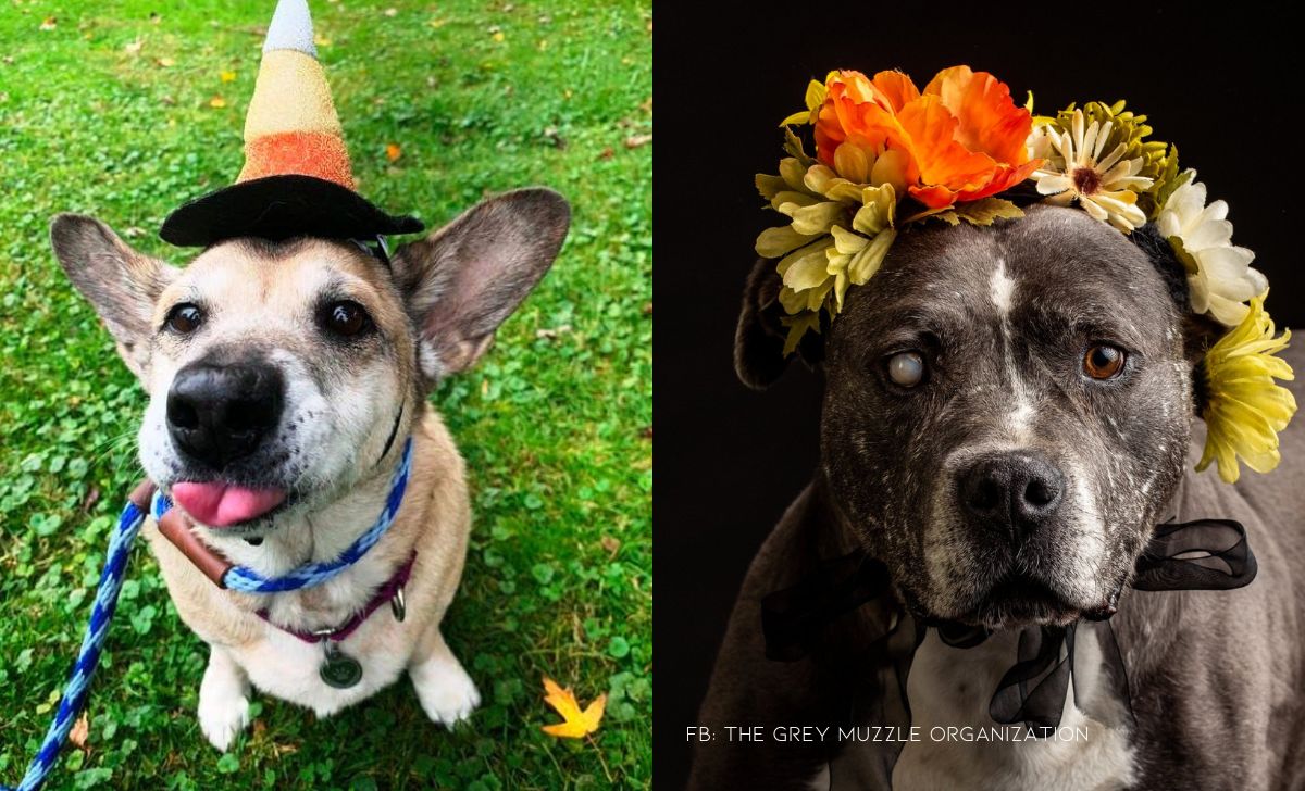 Organization Makes Sure Senior Doggies Have The Best Golden Years Possible