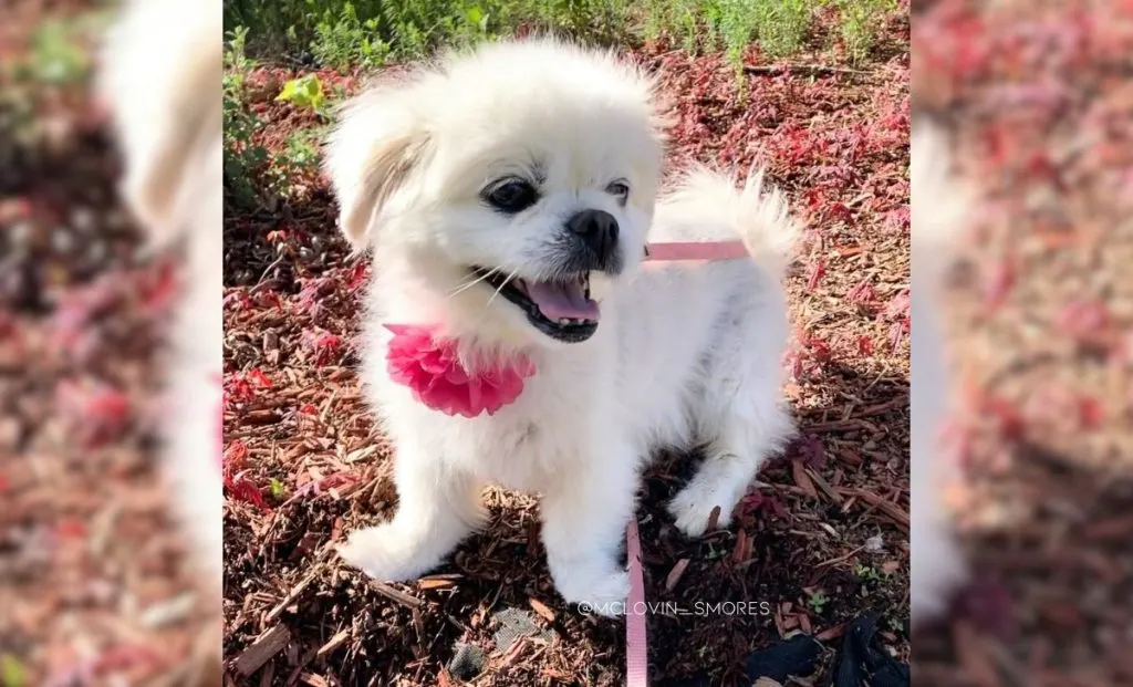 Pekingese x Maltese mix