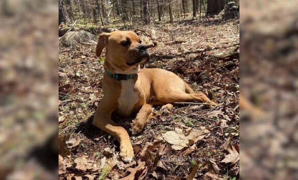 Pitbull x boxer