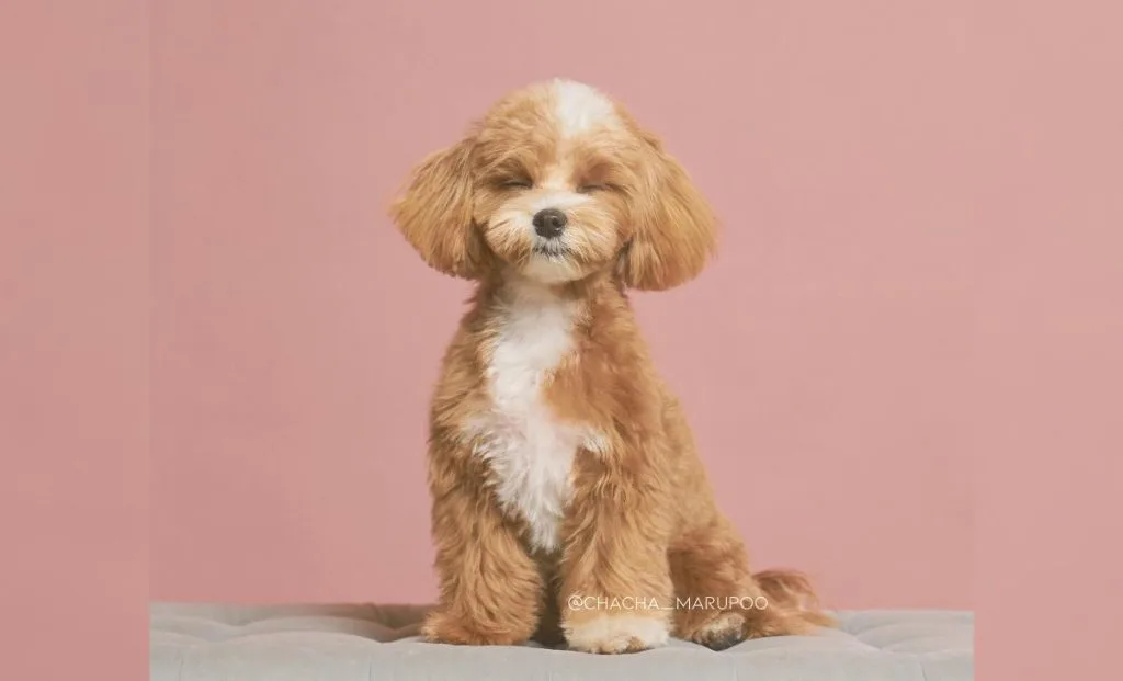 Poodle x Maltese Mix