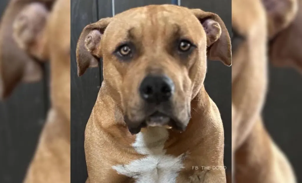 Pregnant Pit Bull Rescued Just 47 Minutes Before Euthanasia