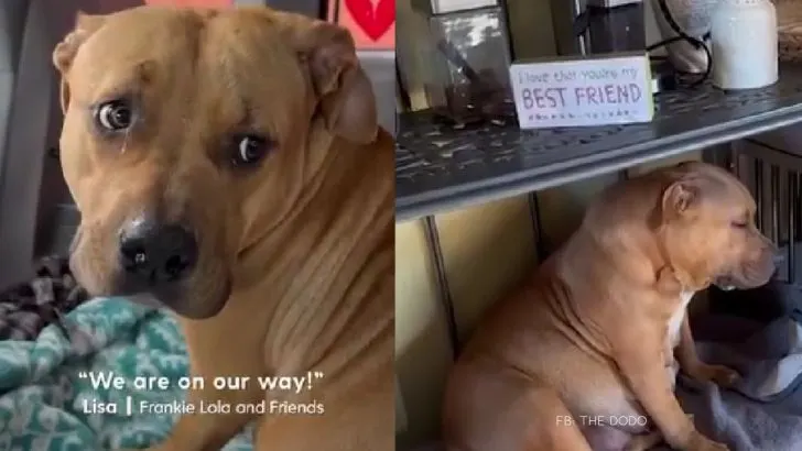 Pregnant Pit Bull Rescued Just 47 Minutes Before Euthanasia
