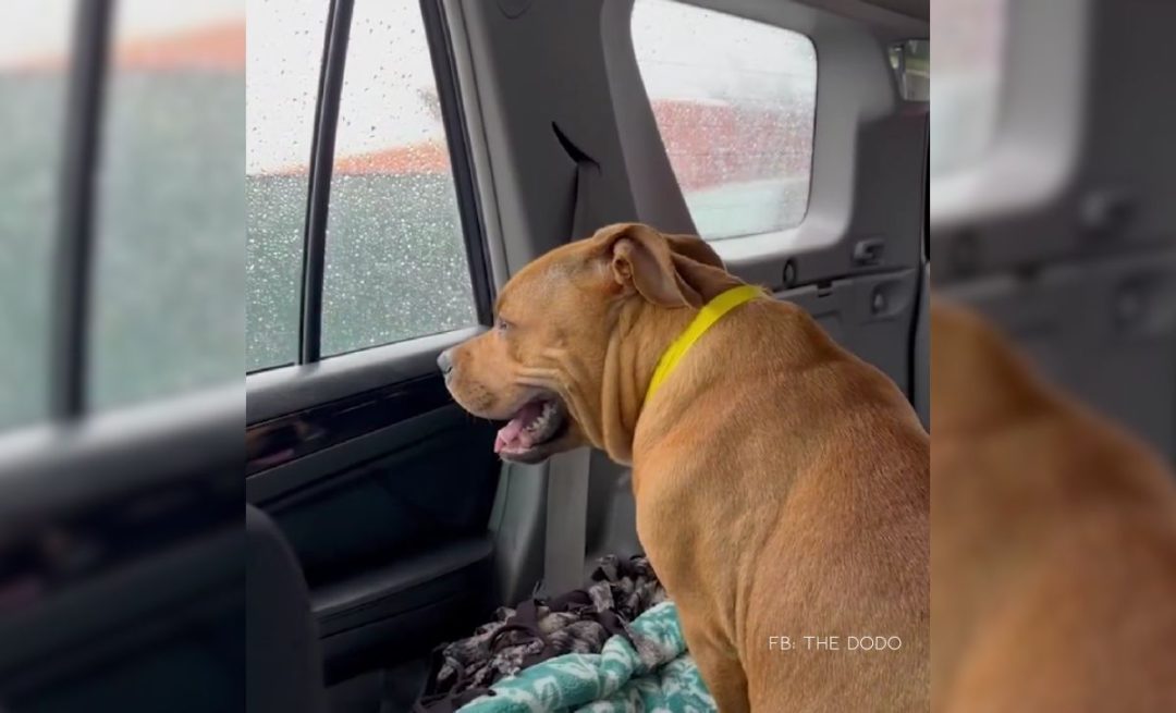 Pregnant Pit Bull Rescued Just 47 Minutes Before Euthanasia