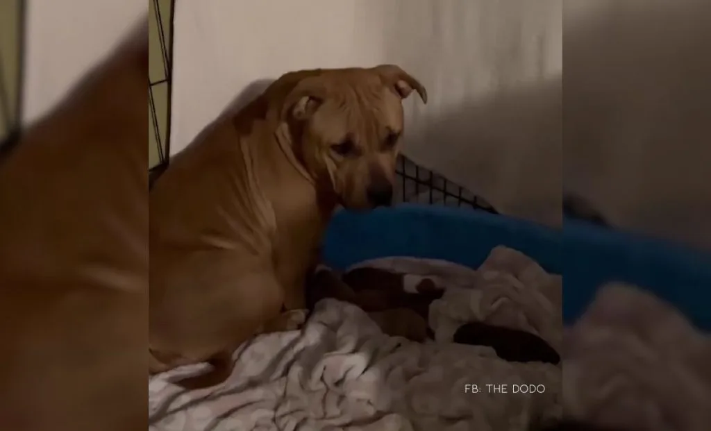 Pregnant Pit Bull Rescued Just 47 Minutes Before Euthanasia