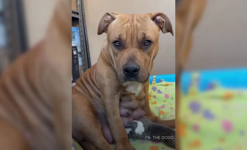 Pregnant Pit Bull Rescued Just 47 Minutes Before Euthanasia