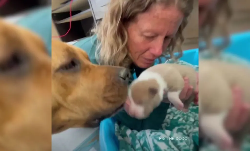 Pregnant Pit Bull Rescued Just 47 Minutes Before Euthanasia