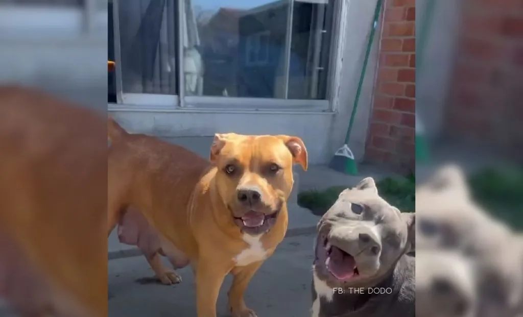 Pregnant Pit Bull Rescued Just 47 Minutes Before Euthanasia