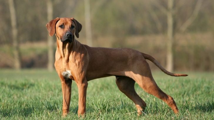 17 Rhodesian Ridgeback Mixes With A Lot Of Excess Energy 