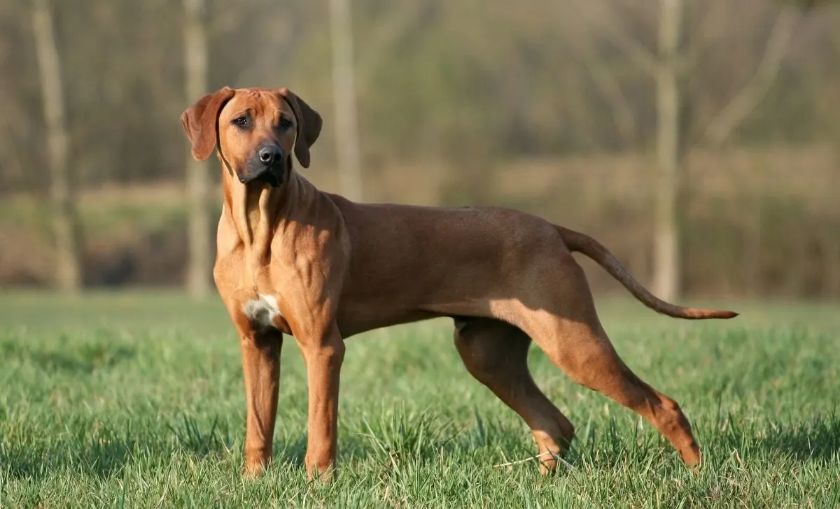 Rhodesian Ridgeback