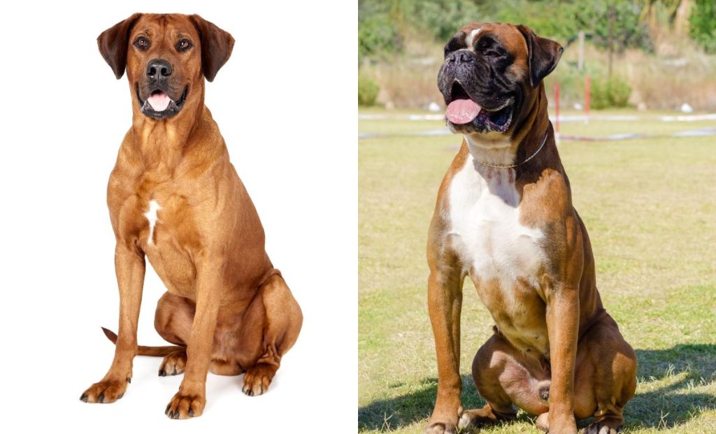 Rhodesian Ridgeback x boxer