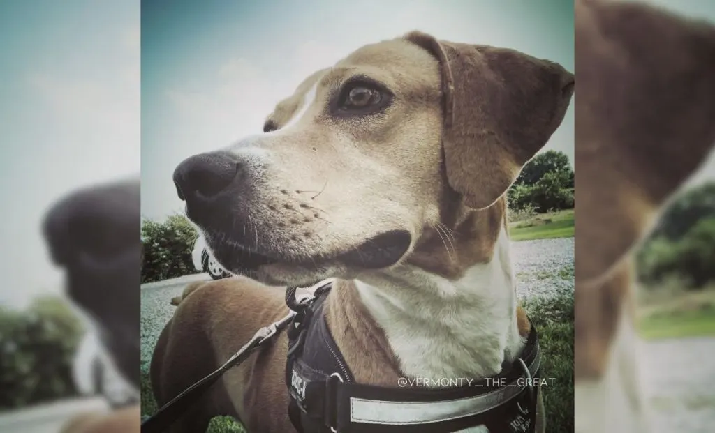 Rhodesian x Beagle