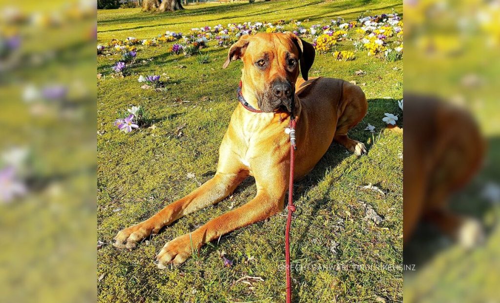 Rhodesian x Cane corso