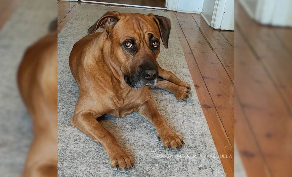 Rhodesian x boerboel