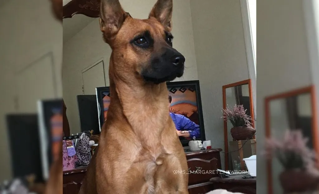 Rhodesian x chihuahua