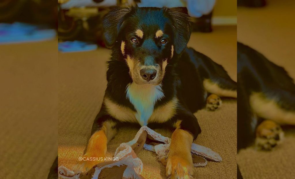 Rhodesian x german shepherd