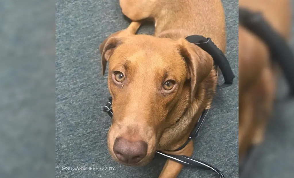 Rhodesian x golden retriever