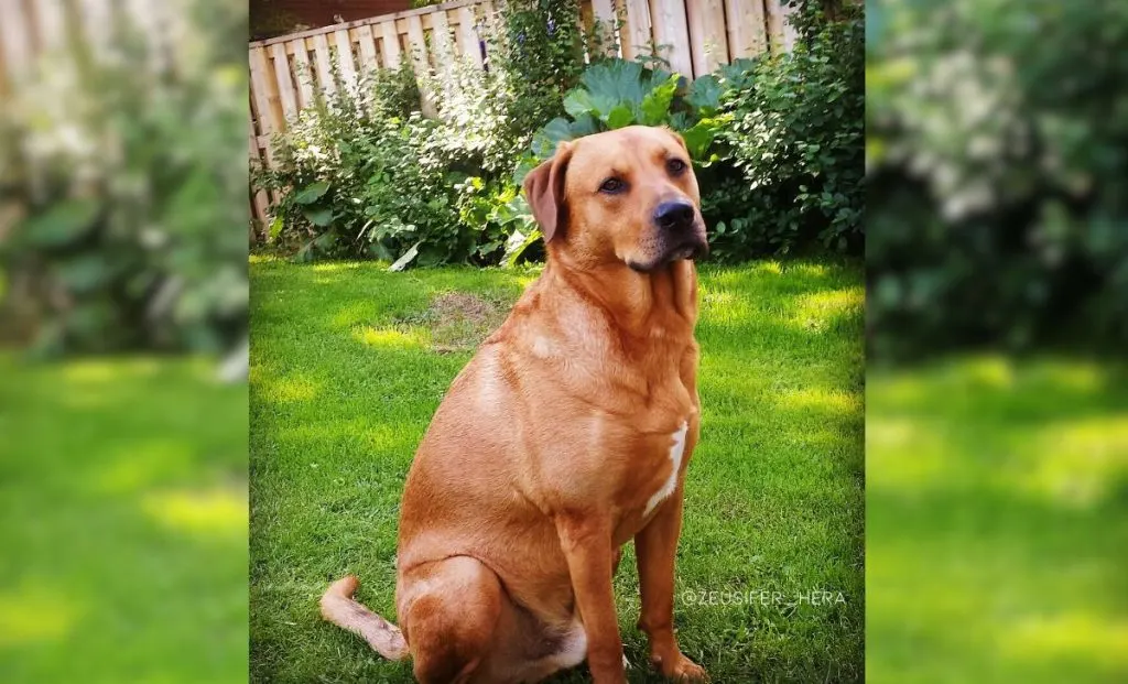 Rhodesian x labrador retriever